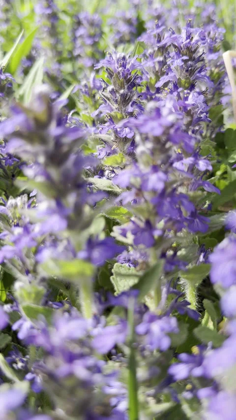 Through purple flowers Stock Footage 308531072