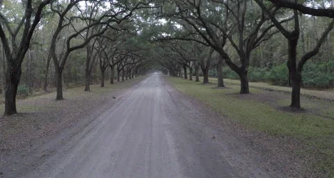 Through Savannah Trees Stock Footage 51201038