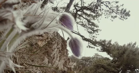 Through the shaggy spring flowers seen mountain, trees and fog at the bottom Stock Footage 53564417