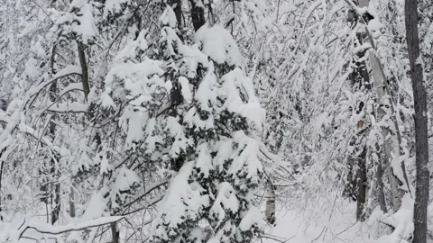Through a snowy forest Stock Footage 146143849