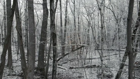 Through a Snowy Forest Stock Footage 148252791