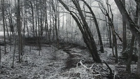Through Snowy Woods Stock Footage 148253687