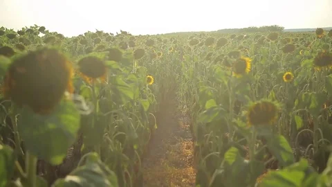 Through the sunflower Stock Footage 77972556