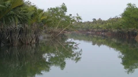 Through the Swamp 스톡 동영상 10795742