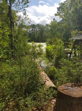 Through the swamp Stock Photos