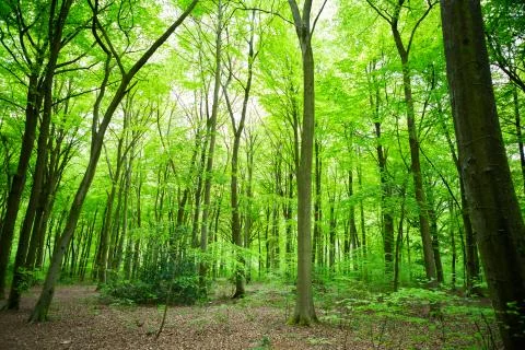 Through the tall forest trees Stock Photos