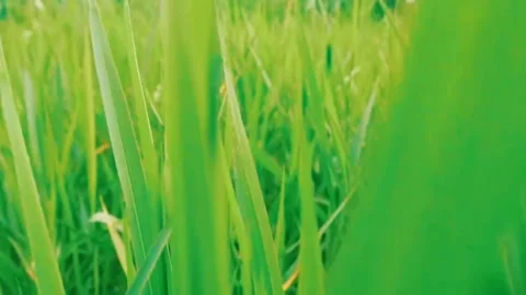 Through the tall grass Stock Footage 219885918