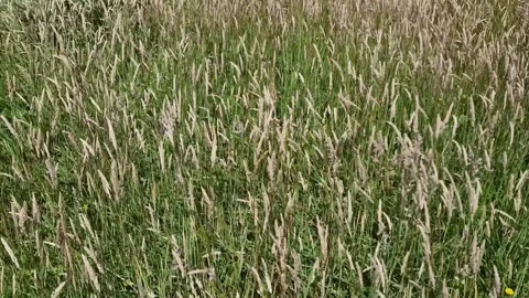 Through tall overgrown grass blowing in the wind Stock Footage 313200335