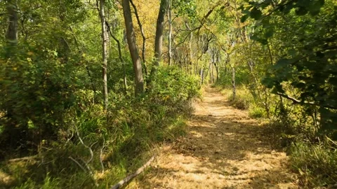 Through tall thin trees with dappled sunlight all around Видео 344994454
