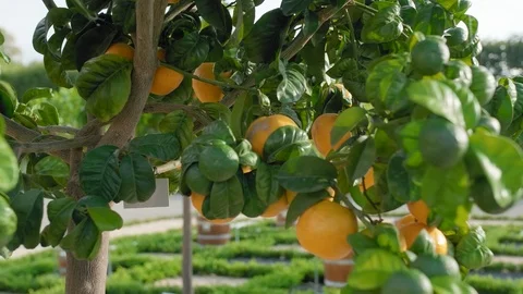 Through the tangerine citrus tree. View through a tree with growing ripe and Video stock 108920341