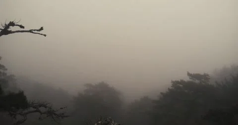Through the thick fog barely distinguishable mountain forest Stock Footage 53565236