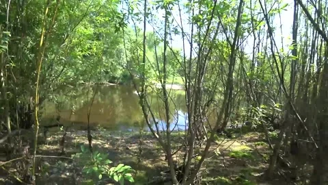 Through the thickets to the river, coastal vegetation, river Stock Footage 146940196