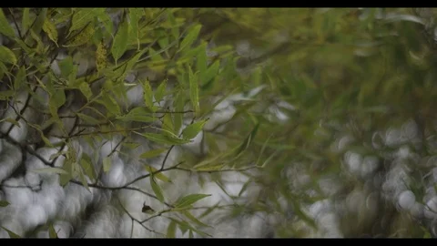 Through Tree Stock Footage 73524368