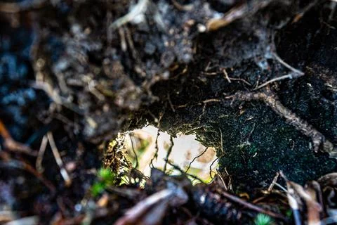 Through The Tree Trunk Stock Photos