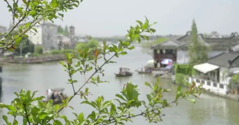 Through Tree View of Gondola in Anicent Water Town of Zhujiajiao, China 4k Video stock 80316609
