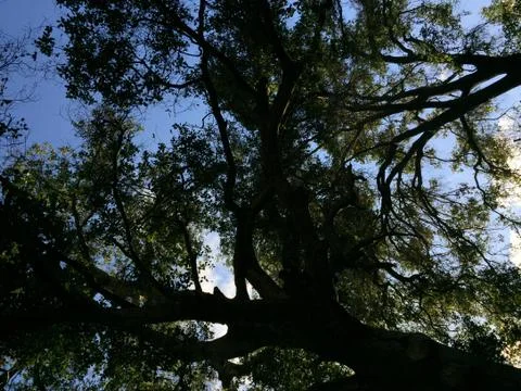Up Through The Trees 2 Stock Photos