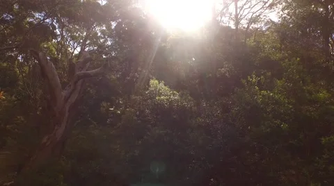 Up Through The Trees 4K Stock Footage 62463266