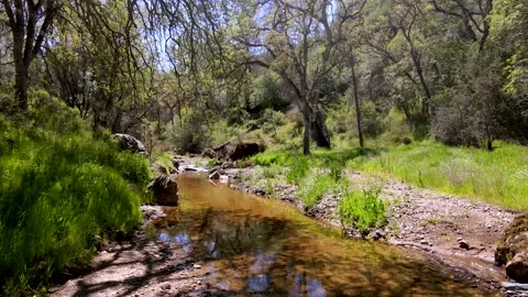 Through Trees and Over Water Stock Footage 273268261
