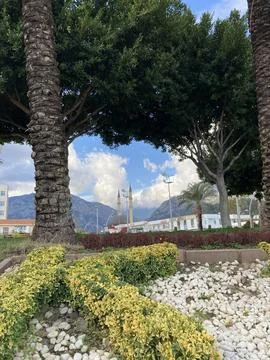 Through the trees and palm trees, you can see the mosque against the backdrop of Stock Photos