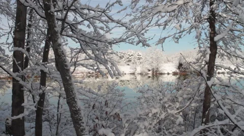 Through the Trees Stock Footage 44562227