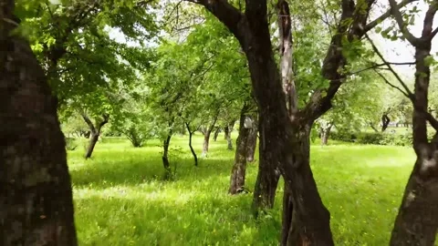 Through the trees Vídeos de archivo 138485730