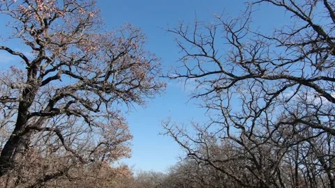 Through the trees Stock Footage 143512721