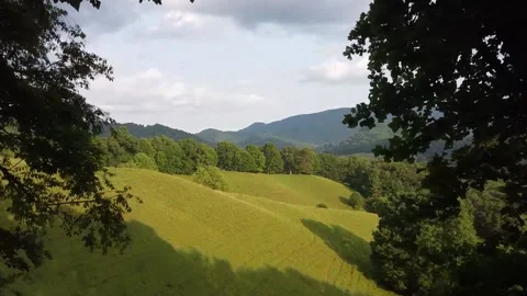 Through the Trees Stock-Footage 231950258