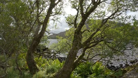 Through the trees Stock Footage 232962291