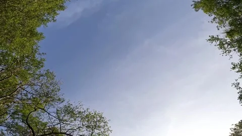 Through the trees Stock Footage 243595509