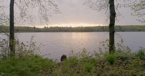 Through the Trees onto the Lake Video stock 75732908