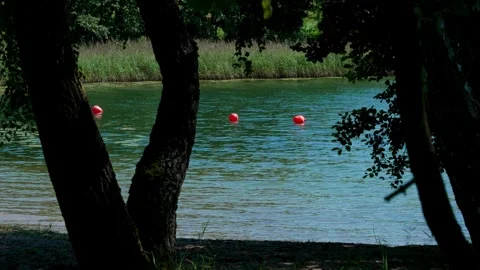 Through the trees, a lake with wind-driven waves is visible Stock Footage 321538767