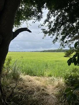 Through The Trees Looking Onto Green Fields Фото