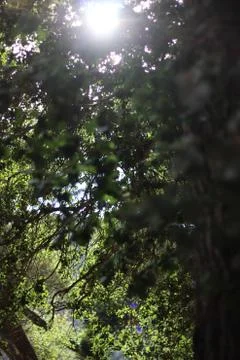 Through the Trees Stock Photos