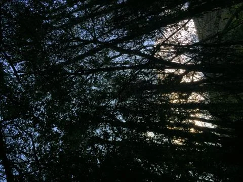 Through The Trees Stock Photos