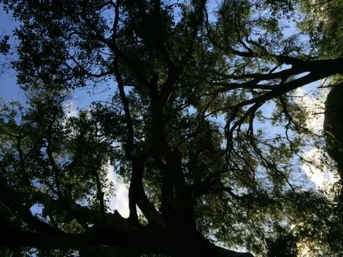 Up Through The Trees Stock Photos