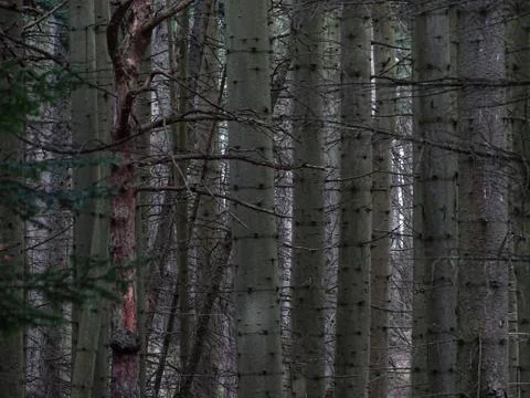 Through the Trees Stock Photos