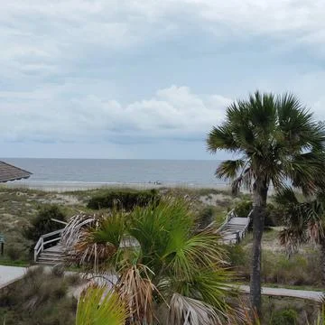 Through the trees Stock Photos