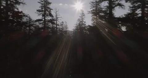 Through trees to reveal Mount Shasta over forrest tree tops Stock Footage 87725064