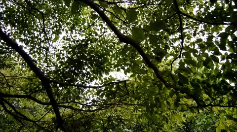 Through the trees slow left pan Stock Footage 40954424