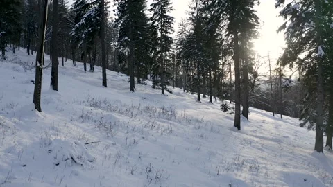 Through The Trees In A Snowy Mountain Forest, Winter Season, Aerial View 库存影片 141577175