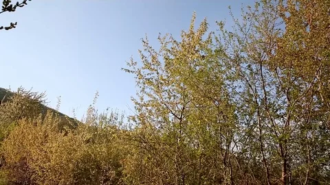 Through the trees you can see the house where the fire burns and goes white Stockbeeldmateriaal 76101436