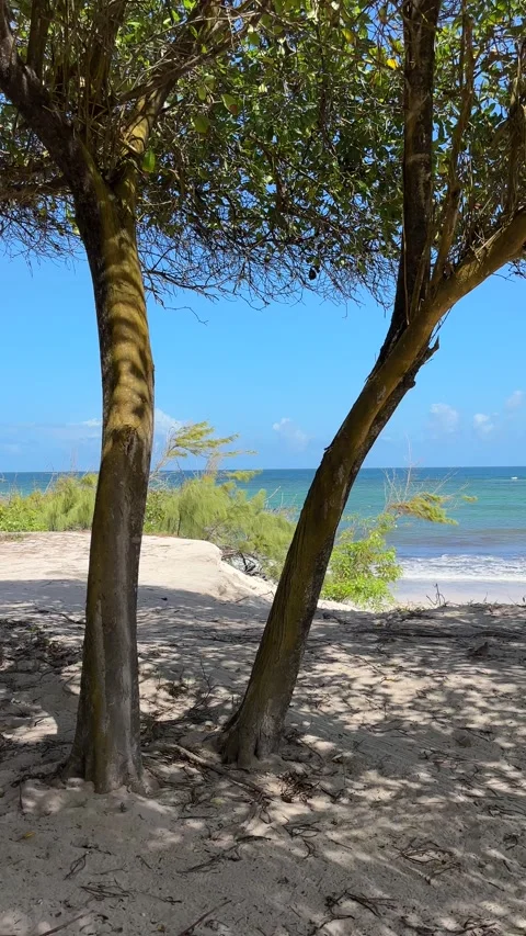 Through tropical trees to turquoise sea, white sand beach, Barbados Stock Footage 337053868