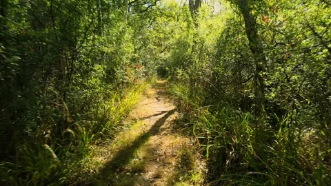 Through a very overgrown part of the forest with lots of bright dappled sun Видео 344994345