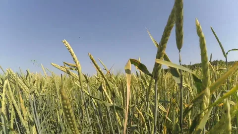 Through a wheat field 스톡 동영상 93868561