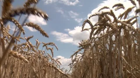 Through wheat Stock Footage 11431007