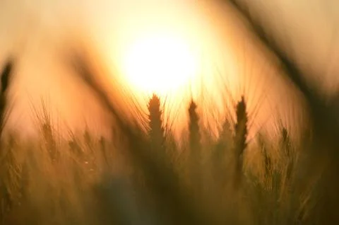 Through the wheat Stock Photos