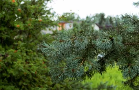 Through the window Stock Photos