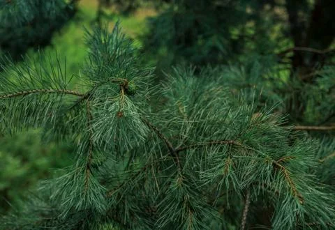Through the window Stock Photos