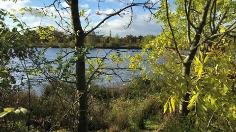 Through windswept branches of trees we see a rippling lake Stock-Footage 72634933