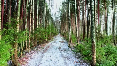 Through a Winter Dream, Delicate Snow Enveloping the Birch Grove. Aerial Drone Stock Footage 257774392